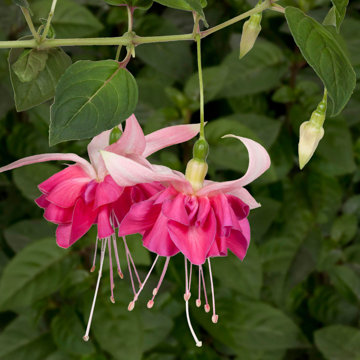 3x Double-flowered Fuchsia 'Bella Rosella' pink