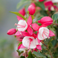 3x Fuchsia 'Lady Thumb' pink-white - Hardy plant