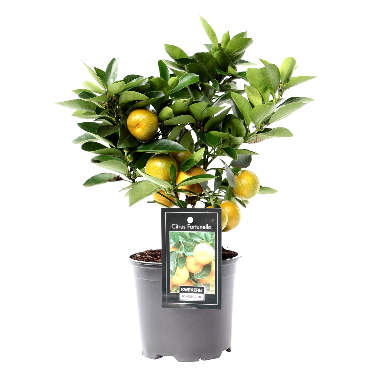 Calamondin tree Citrus mitis 'Calamondin' Orange