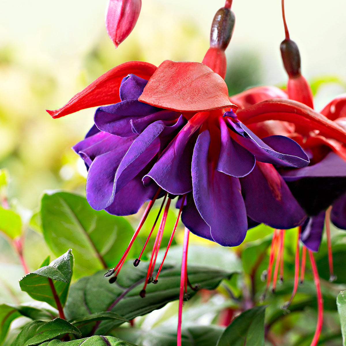 3x Double-flowered Fuchsia 'Voodoo' pink-purple