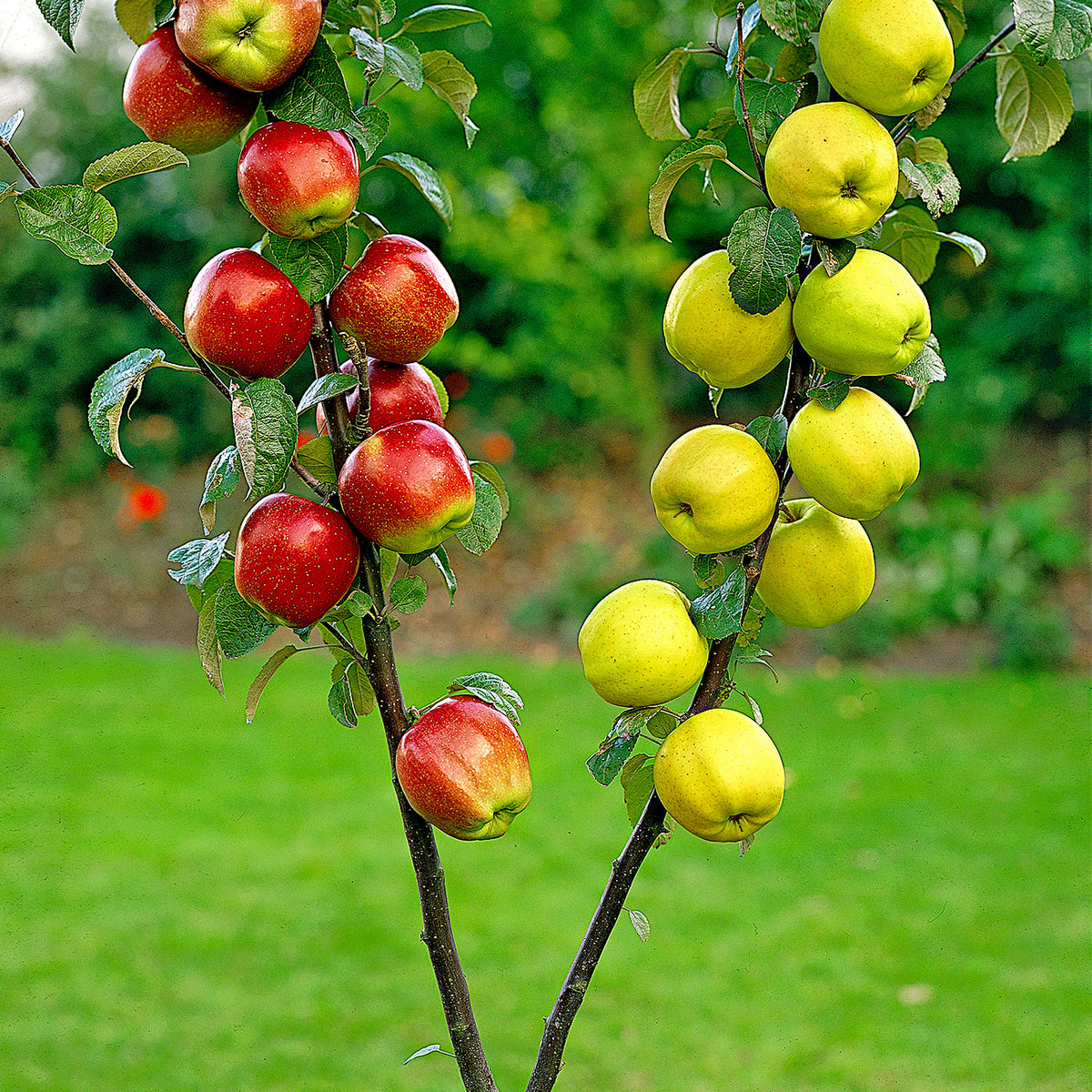 Duo apple tree: ‘Elstar‘ + ‘Golden Delicious‘ - Hardy plant