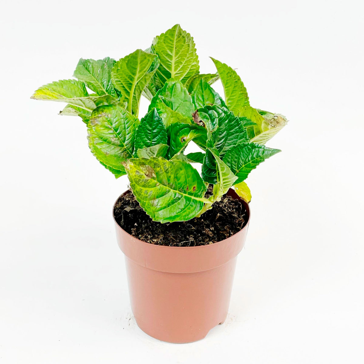 Hortensia Hydrangea macrophylla 'White' white