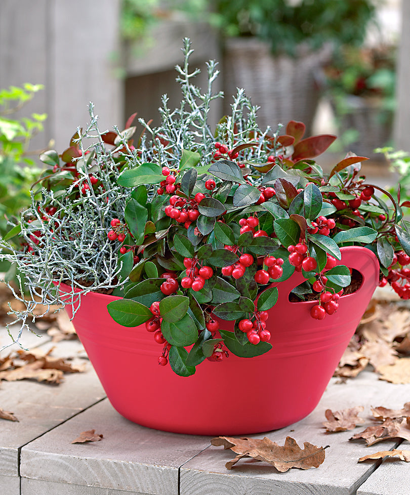 indoor plant with red berries American wintergreen Gaultheria 'Big Berry' Red incl. decorative pot