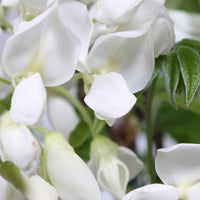 Wisteria (white) - Hardy plant