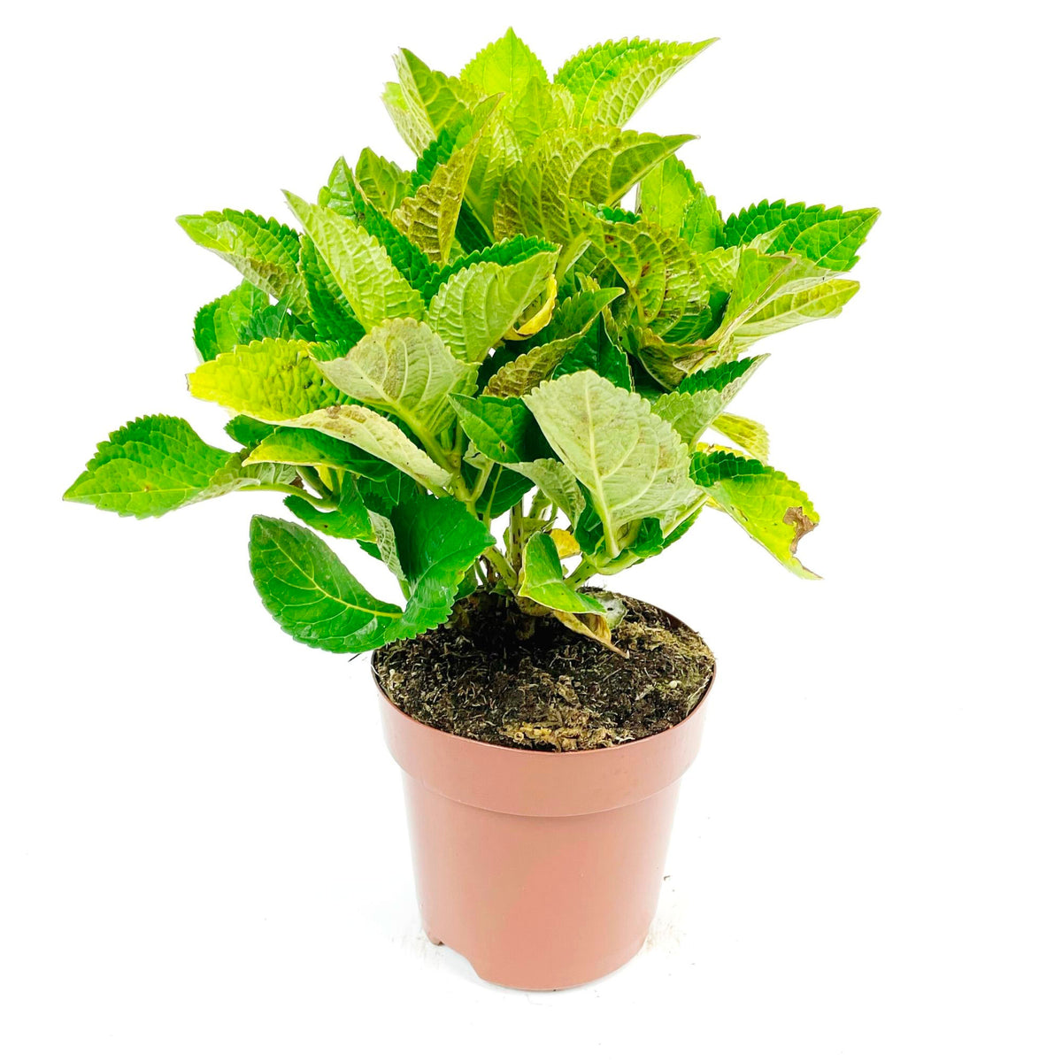Bigleaf hydrangea Hydrangea macrophylla Blue - Hardy plant