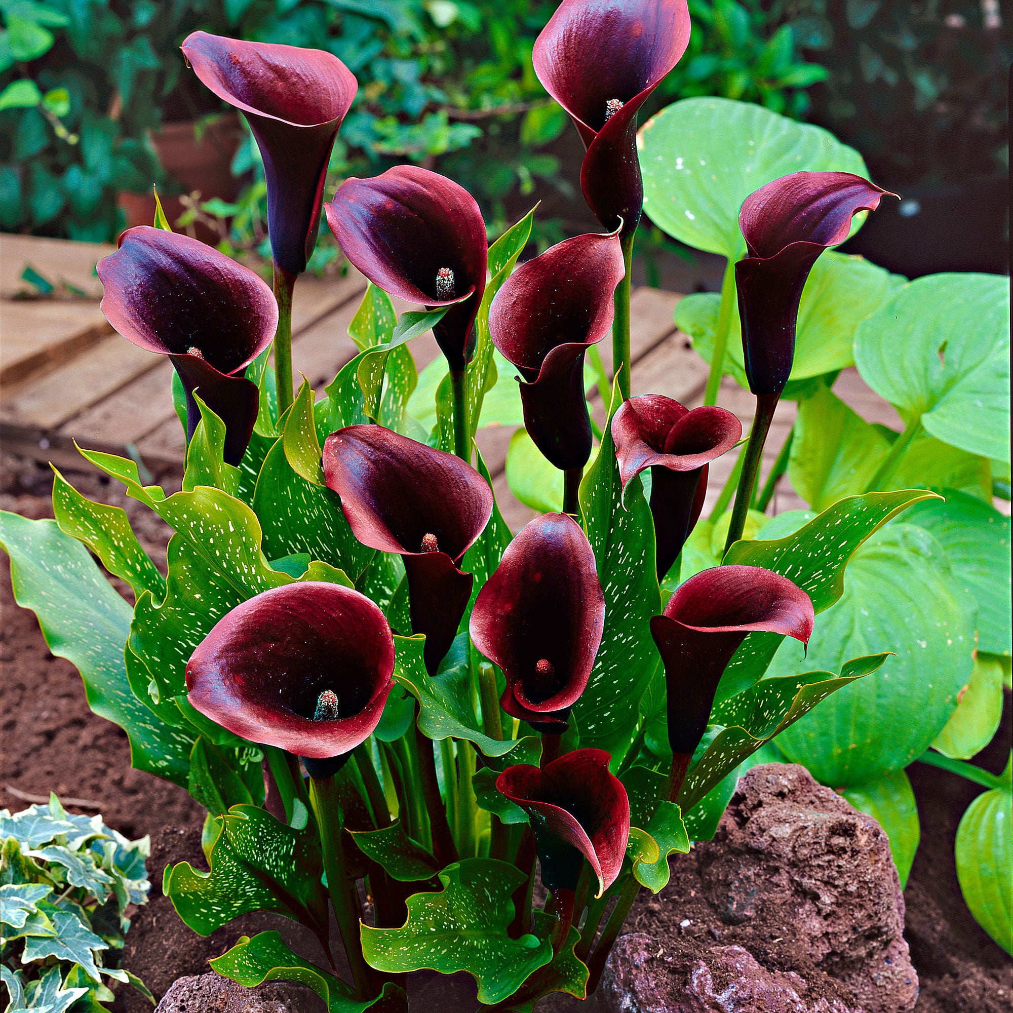 dark purple peace lily 2x Arum lily 'Schwarzwalder' purple