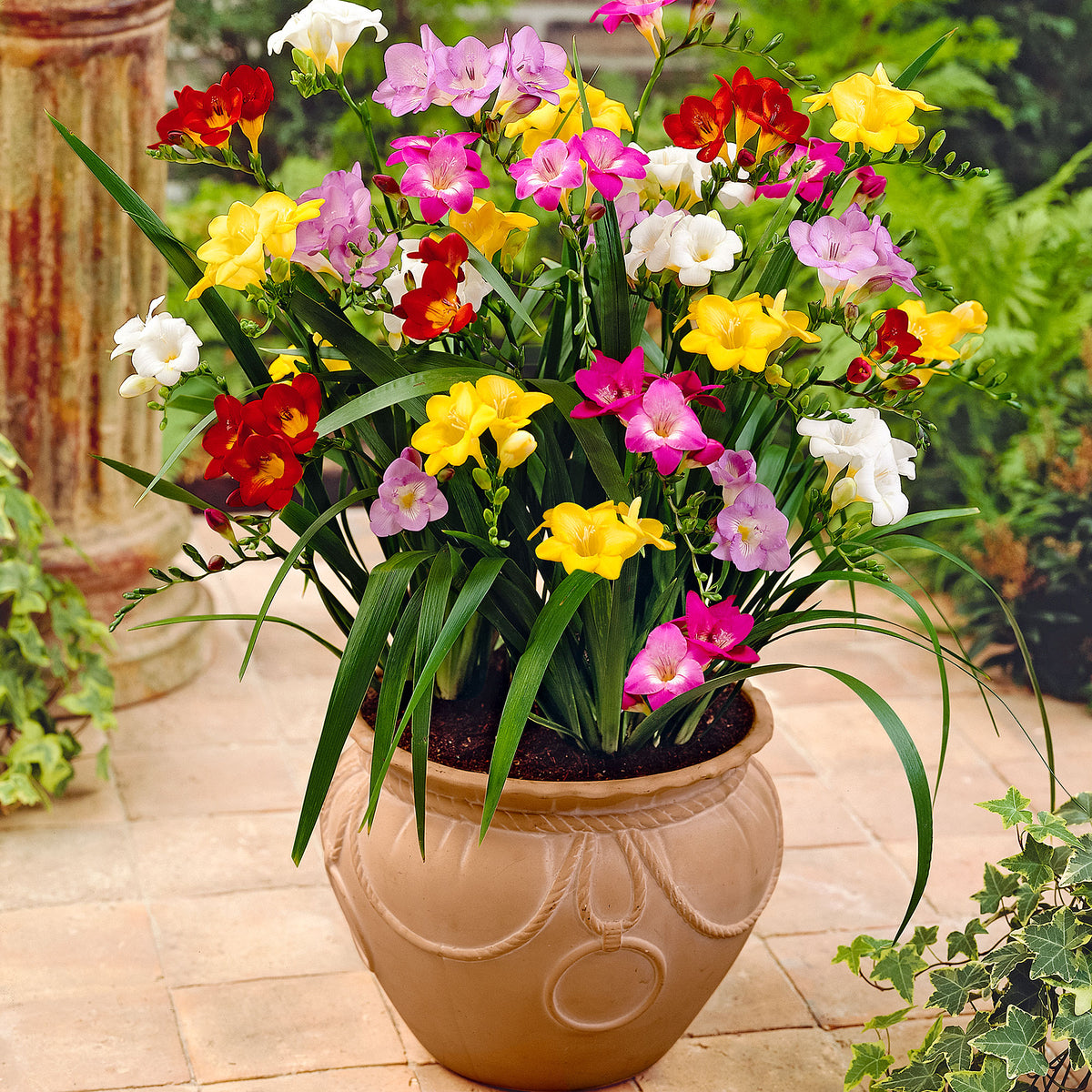 50x Freesia Freesia - Mix