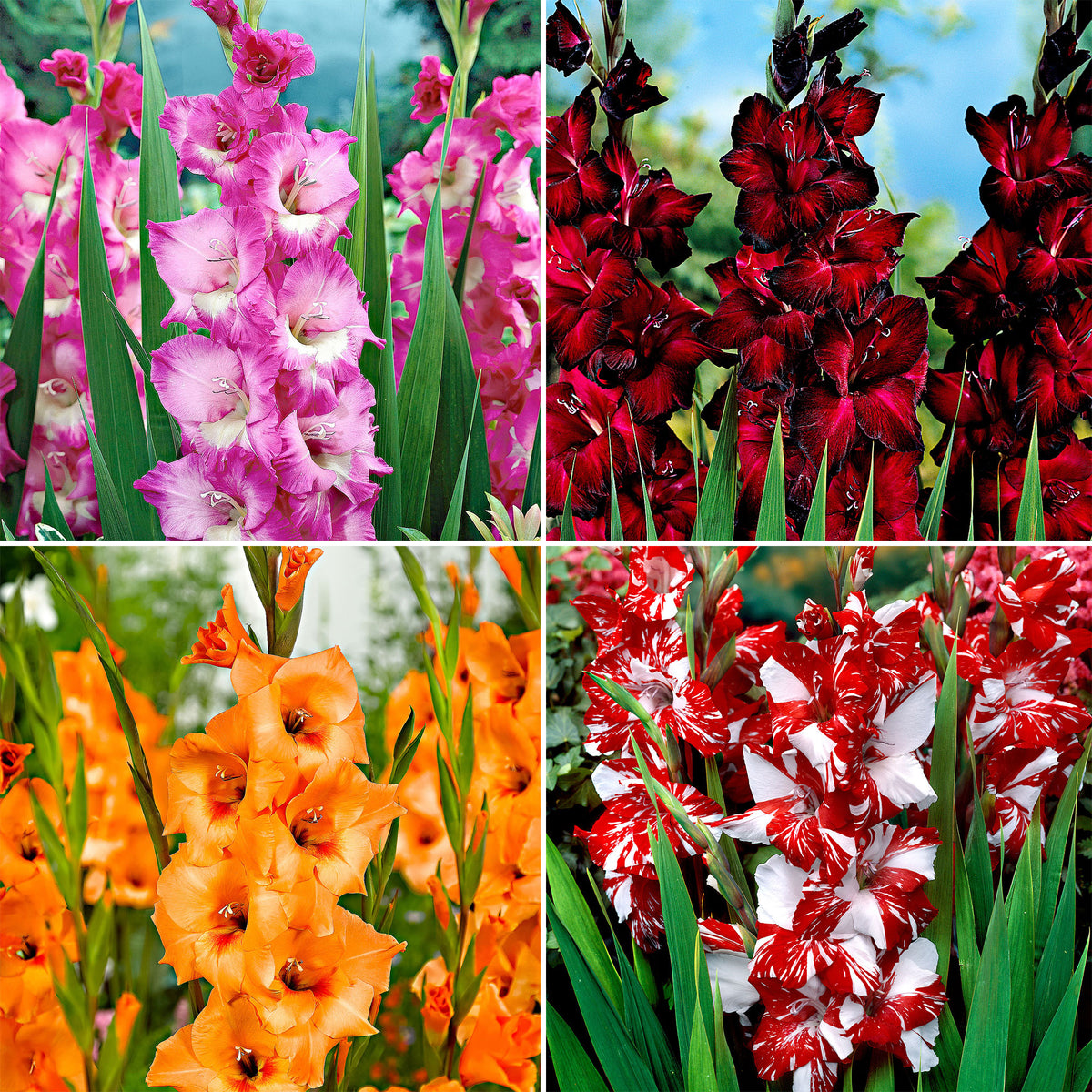 40x Large-flowered gladiolus - Mix