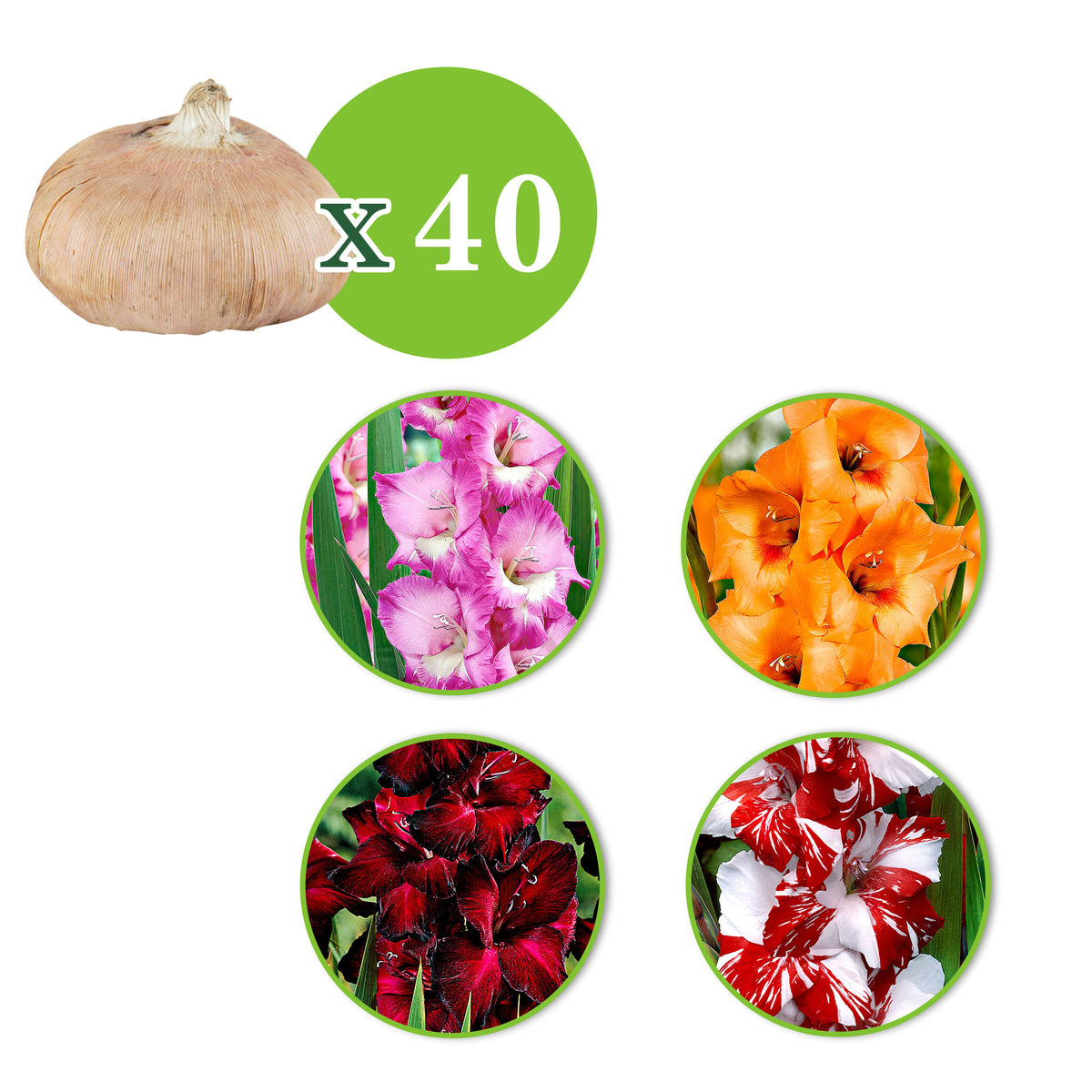 40x Large-flowered gladiolus - Mix