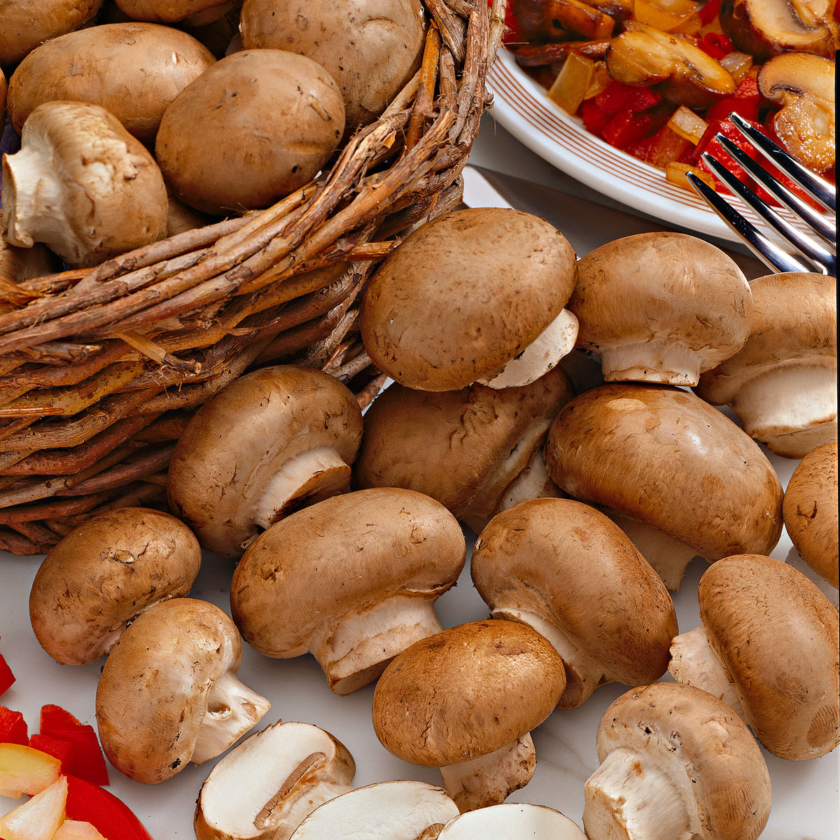 Mushroom cultivation set Agaricus bisporus chestnut - Bio