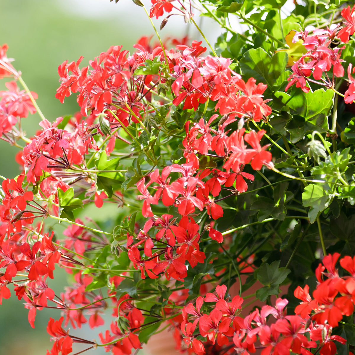 3x Geraniums Pelargonium peltatum pink