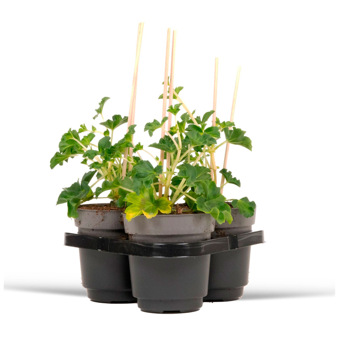 3x Geraniums Pelargonium peltatum red