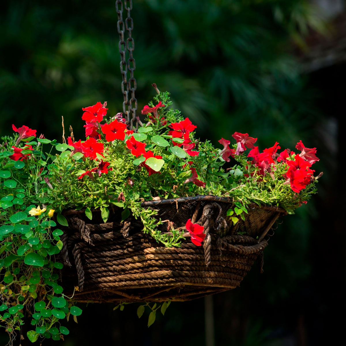3x Geraniums Pelargonium peltatum red