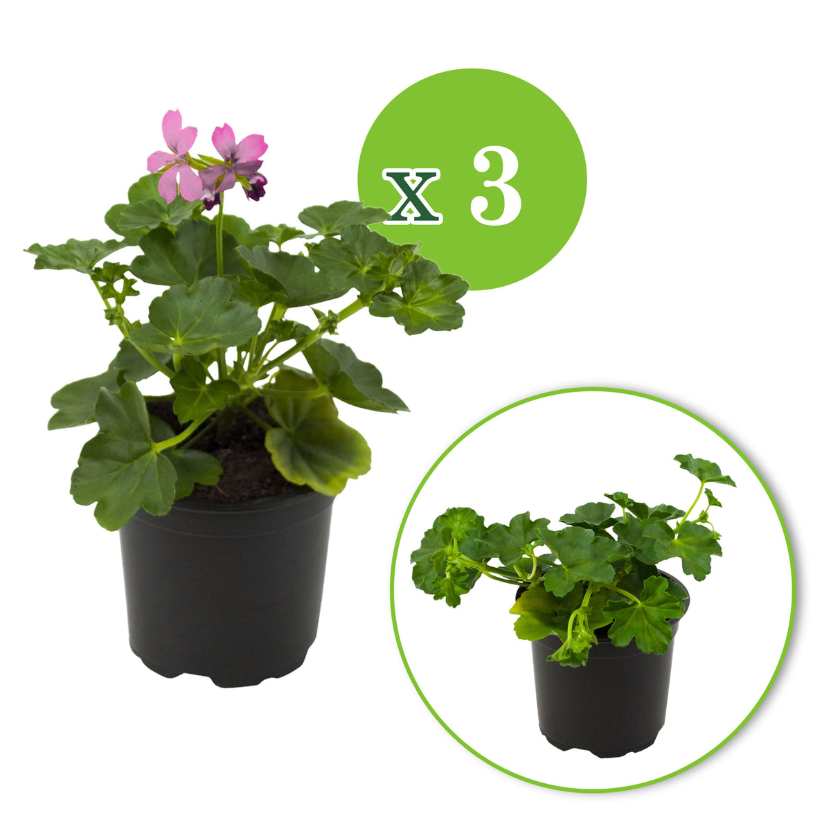 3x Geraniums Pelargonium peltatum pink
