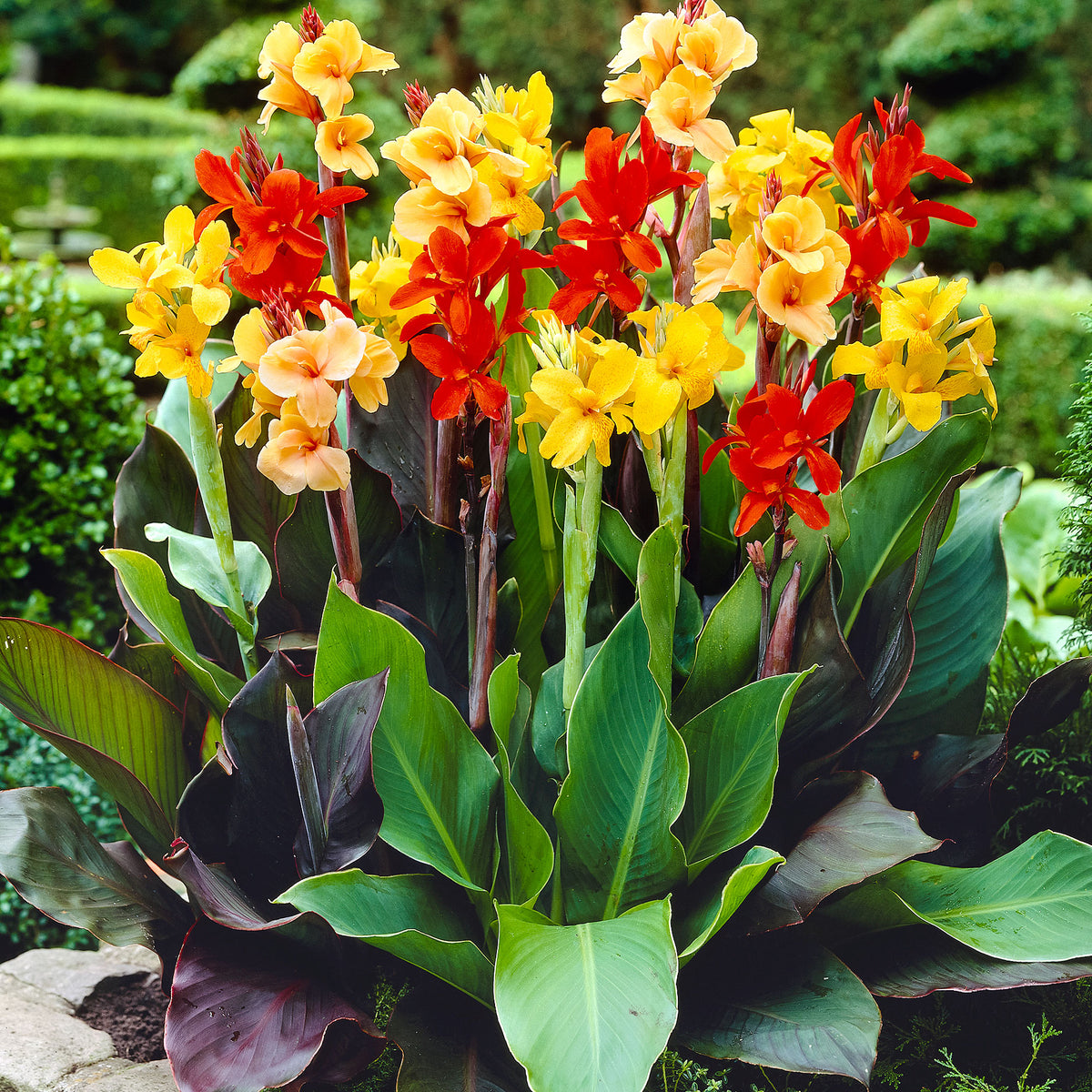 5x Indian shot - Mix red-yellow-orange