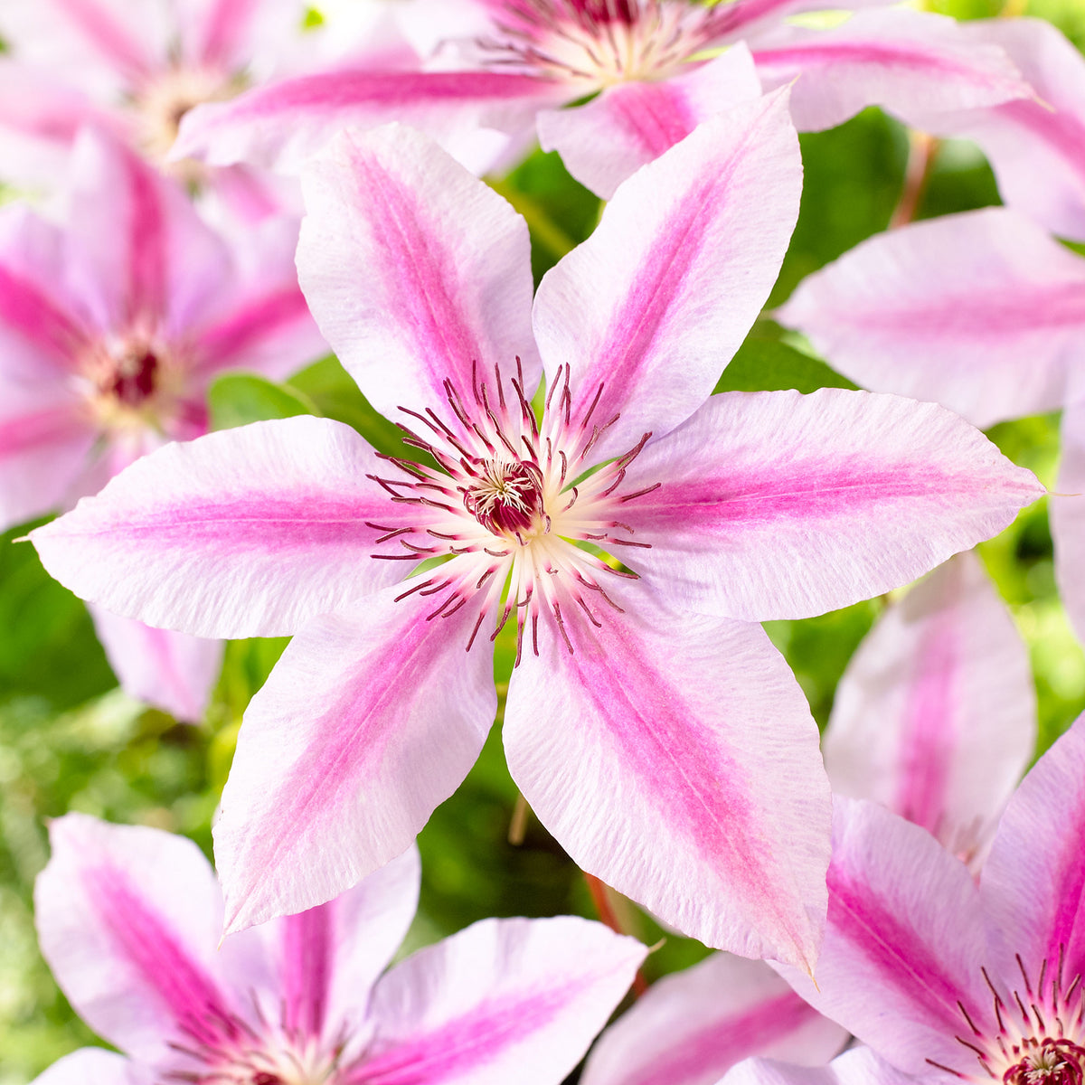 Clematis Clematis 'Nelly Moser' pink-white