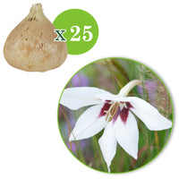 25x Gladiolus Acidanthera murielae white