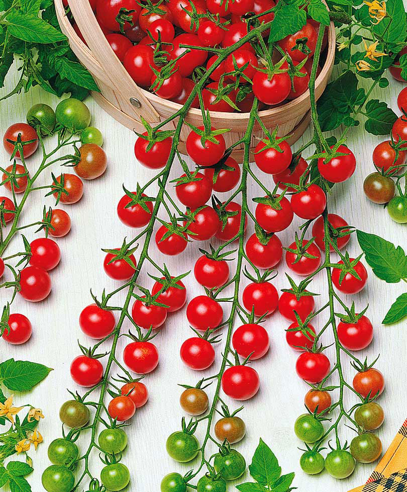 Cherry tomato Solanum 'Supersweet 100 F1' 5 m² - Vegetable seeds