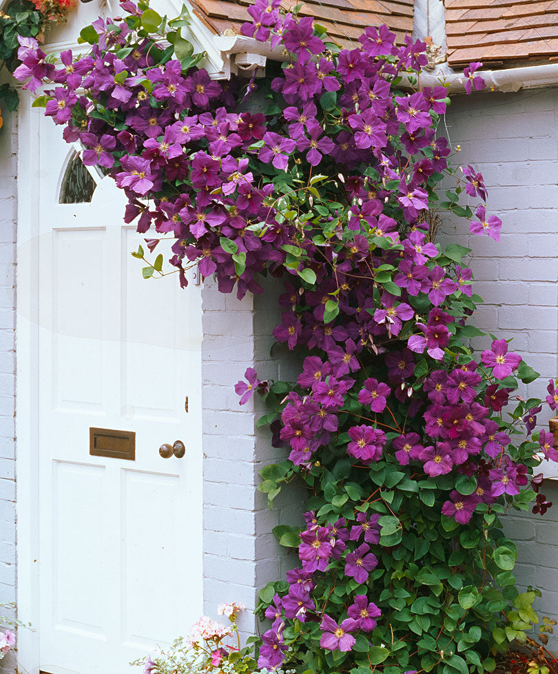 Clematis 'Jackmanii' Purple