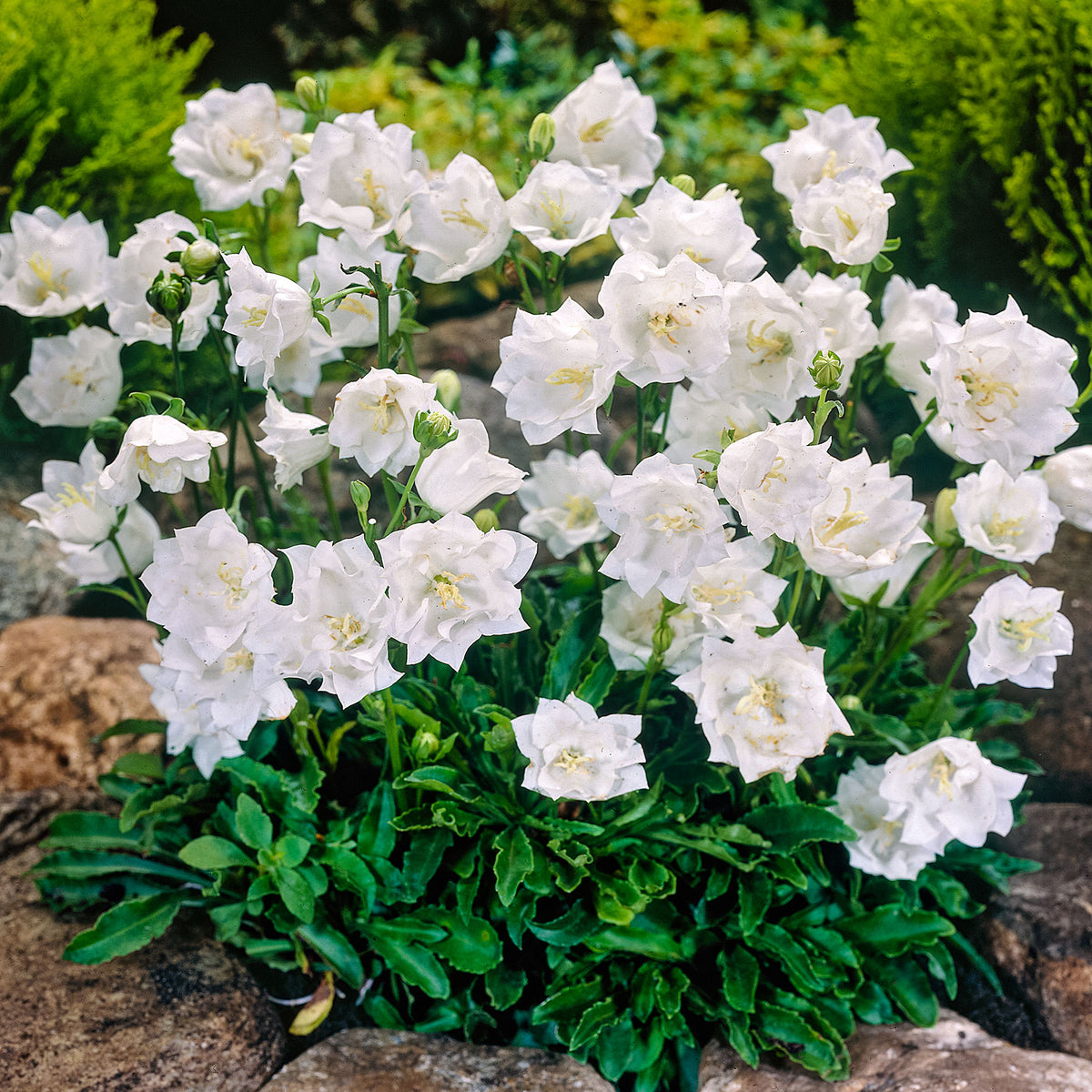6x Campanula 'Alba' White - Hardy plant