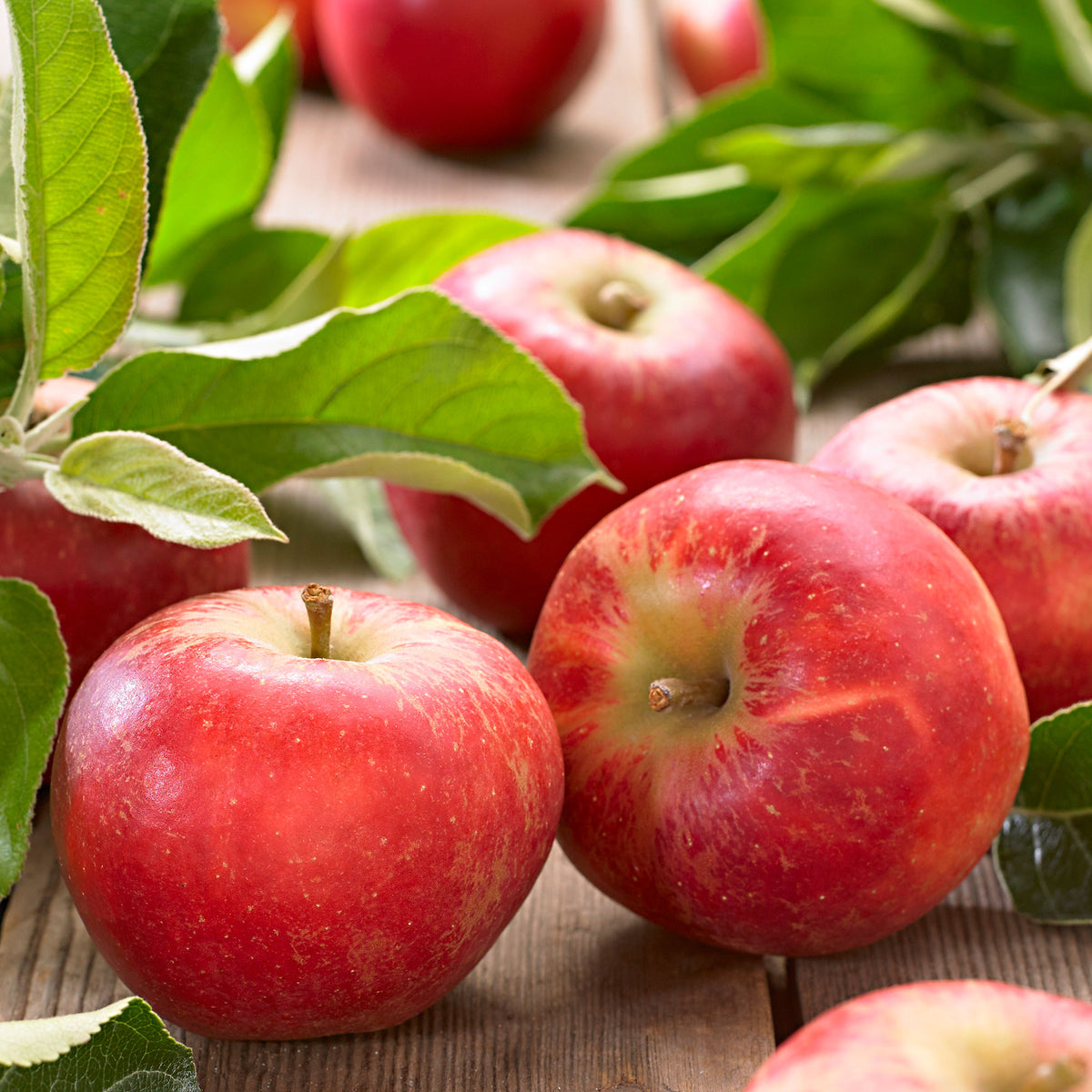 Apple tree Malus 'Elstar' White-Red - Bio - Hardy plant