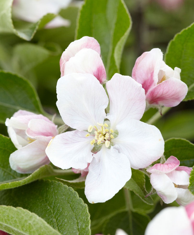 Apple tree Malus 'Elstar' White-Red - Bio - Hardy plant