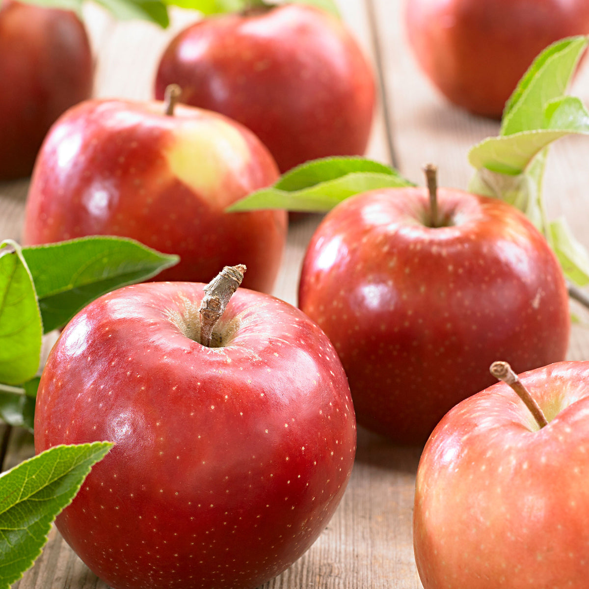 Apple Tree Malus 'Jonagold' - Hardy plant