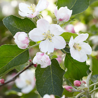 Apple Tree Malus 'Jonagold' - Hardy plant