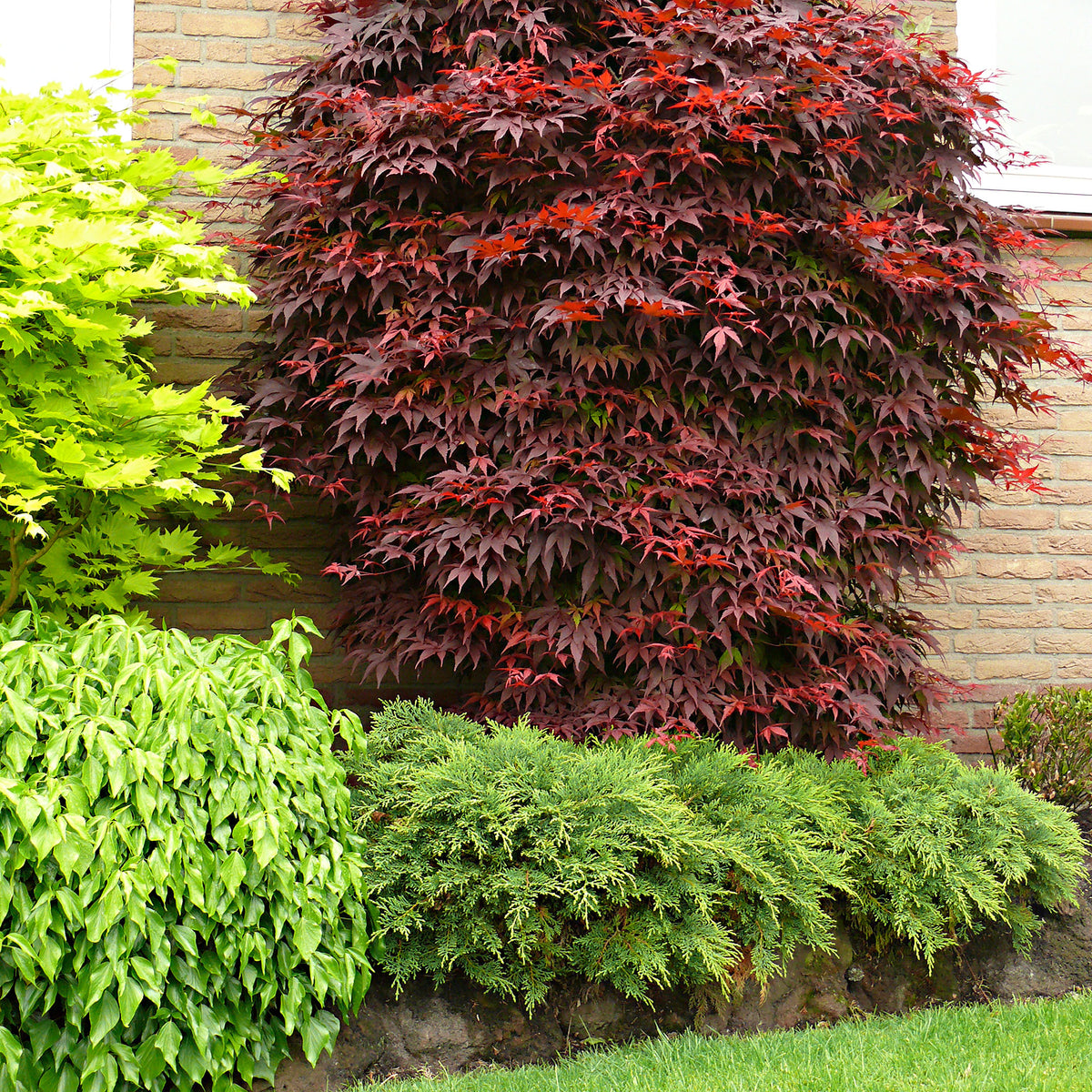 Japanese maple Acer 'Atropurpureum' green-red - Hardy plant