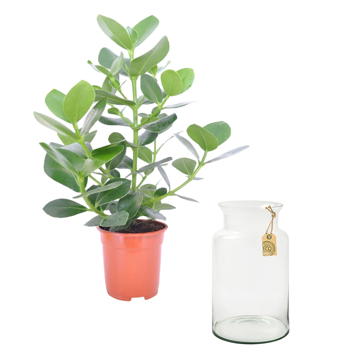 Clusia 'Princess' incl. glass vase - Hydrophonics