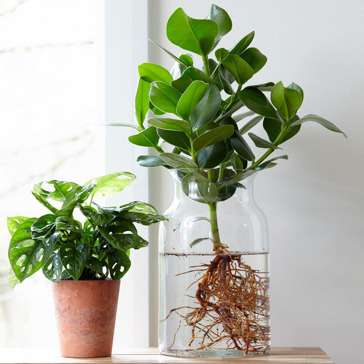 Clusia 'Princess' incl. glass vase - Hydrophonics