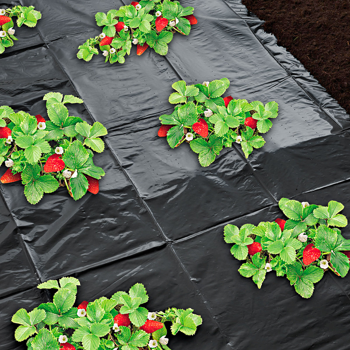 Nature Strawberry mulching film Black