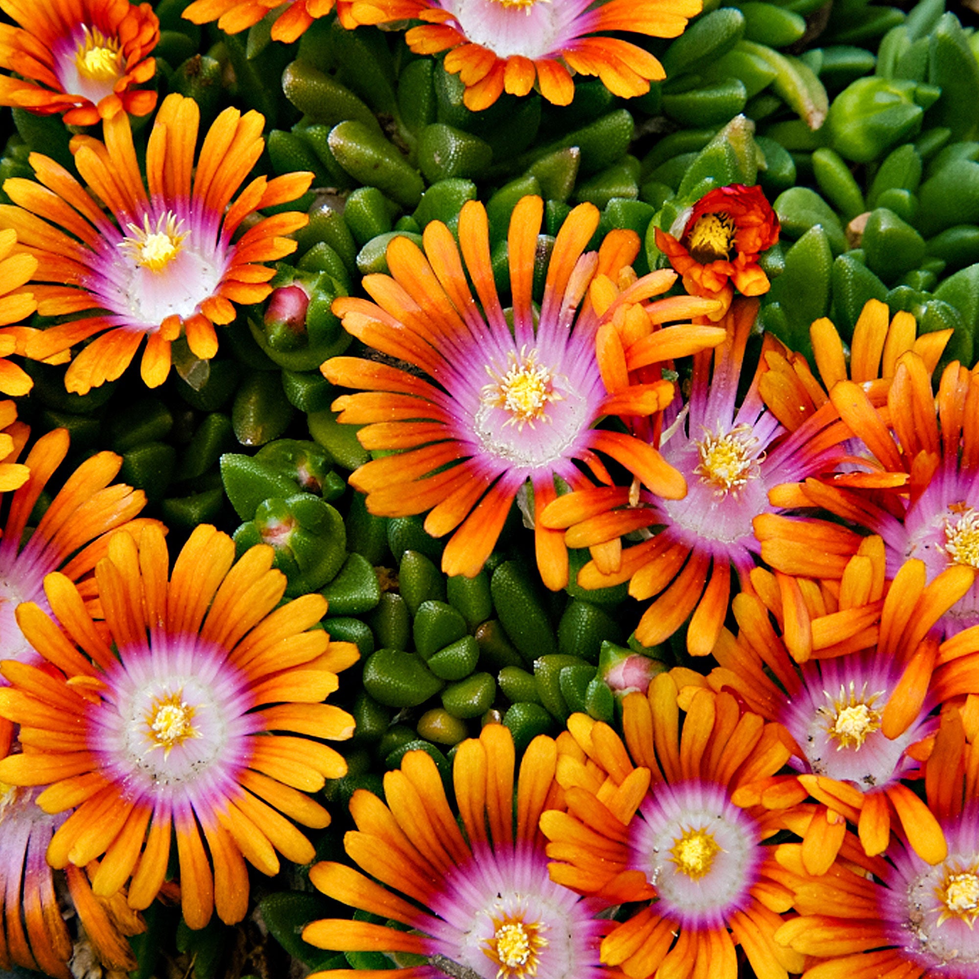 Buy hardy perennial 3x Livingstone daisy Delosperma 'Fire Spinner