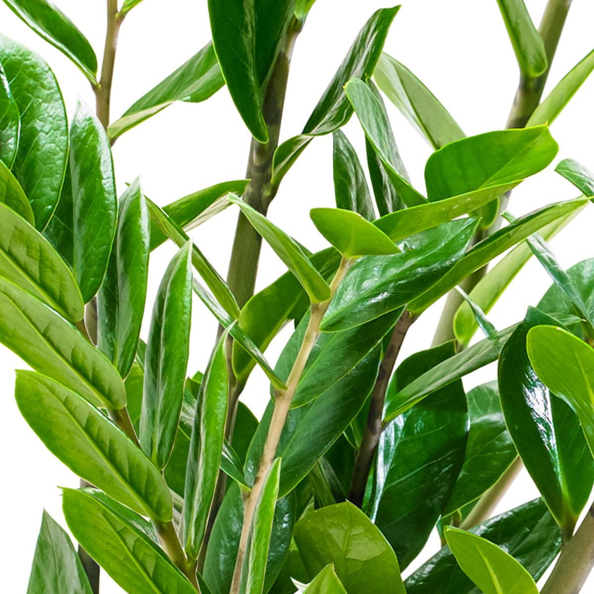 ZZ Plant Zamioculcas zamiifolia