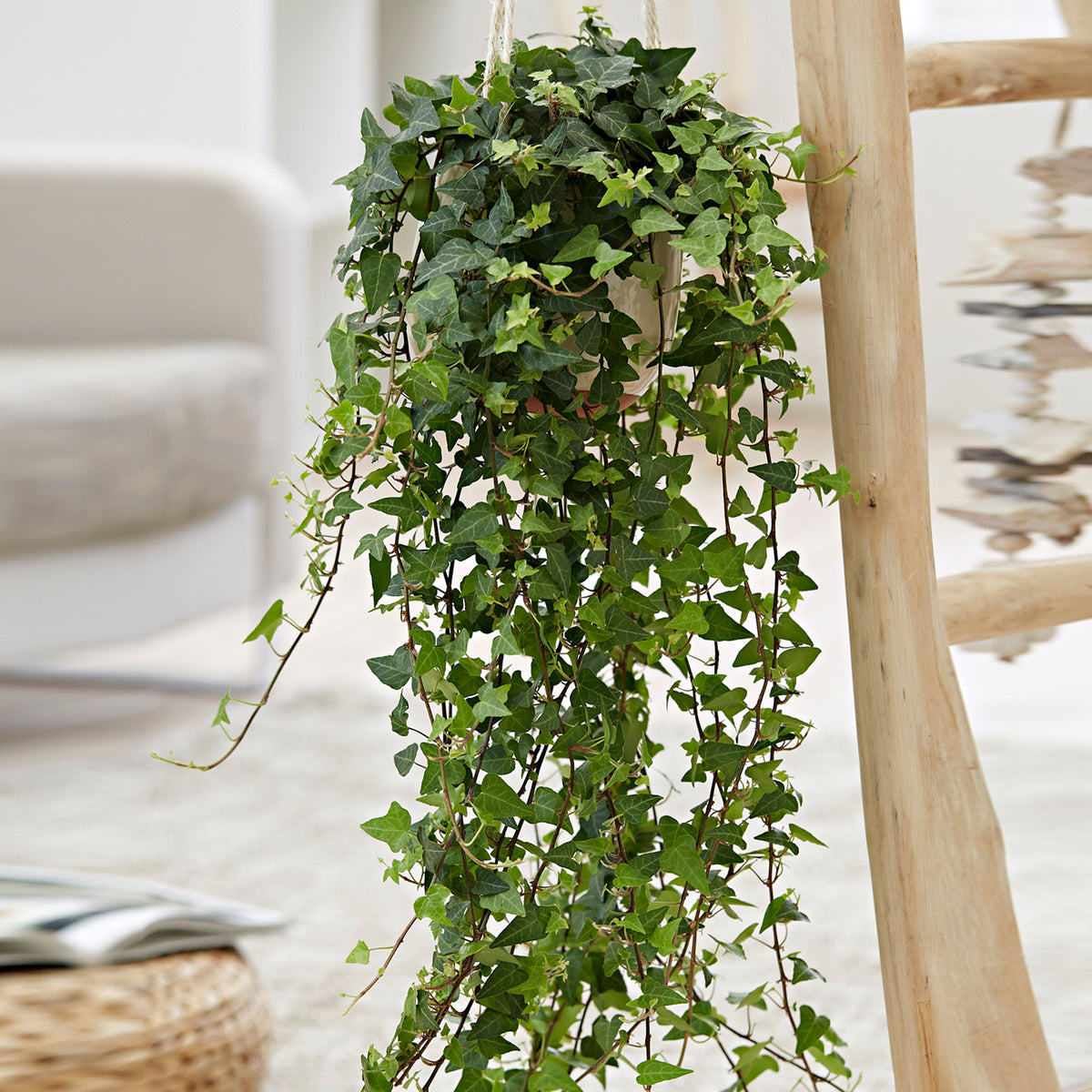 Hedera 'Pittsburgh' with brown hanging basket