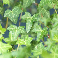 Hedera 'Pittsburgh' with brown hanging basket