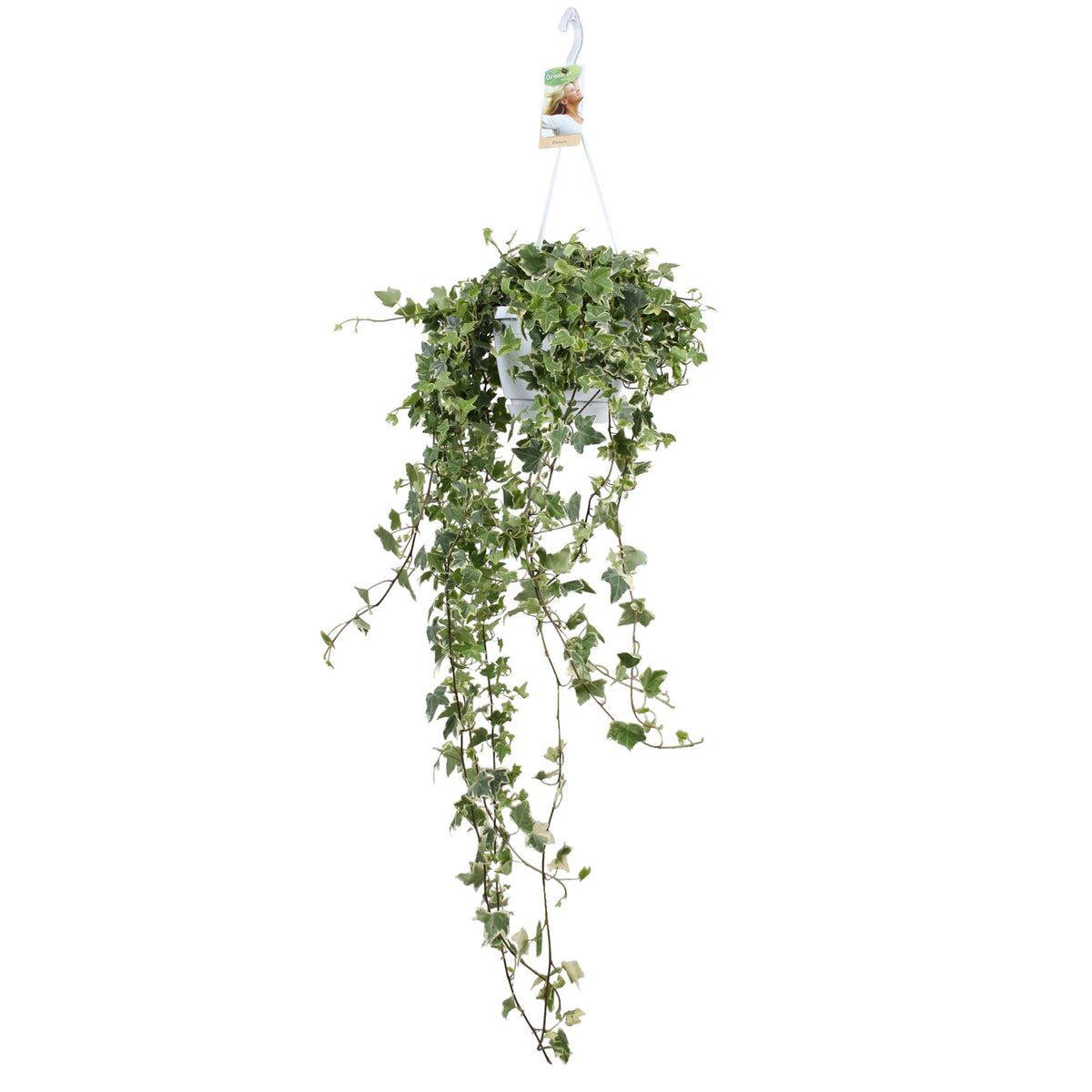 Ivy Hedera 'Eva' - Hanging plant