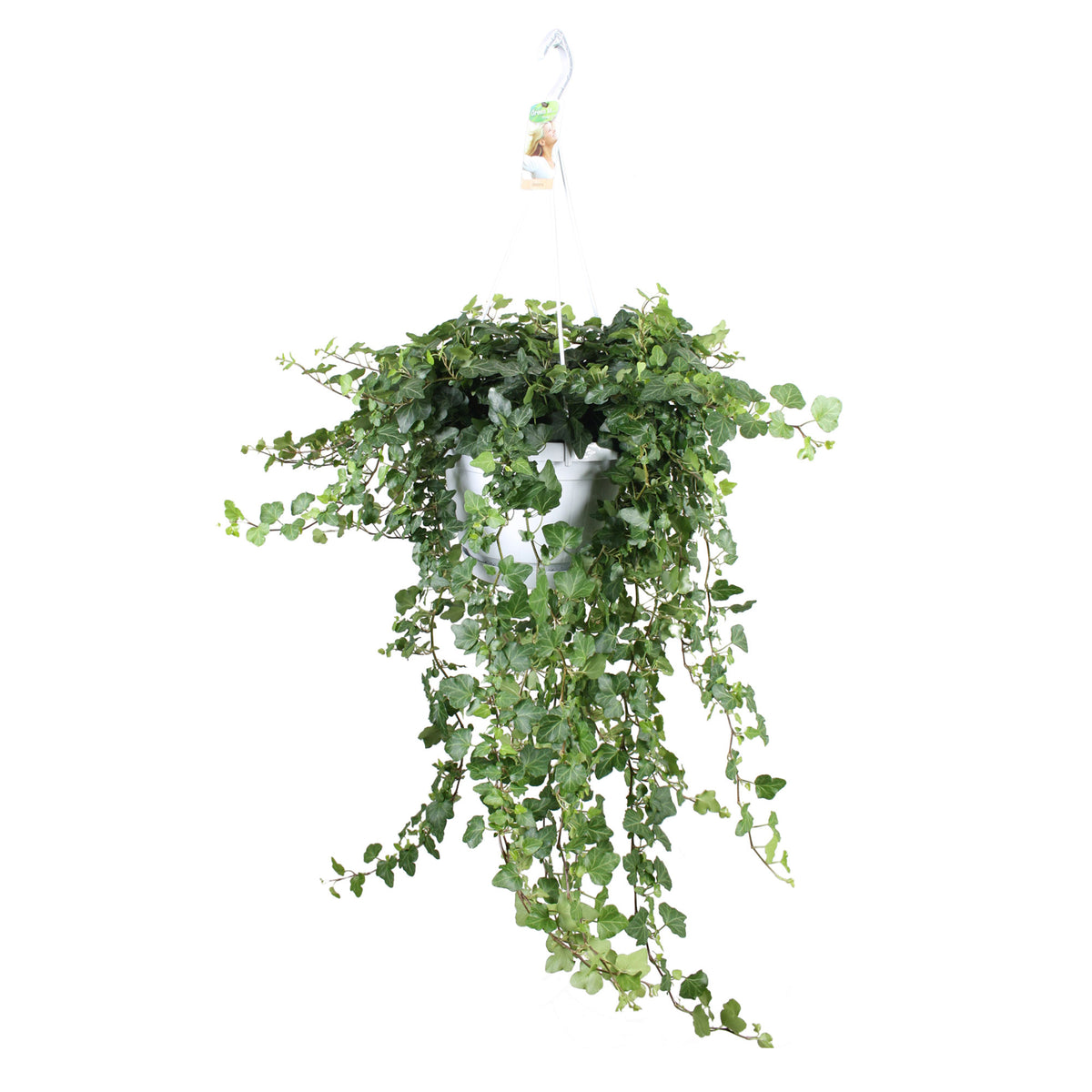 Ivy Hedera 'Wonder' - Hanging plant