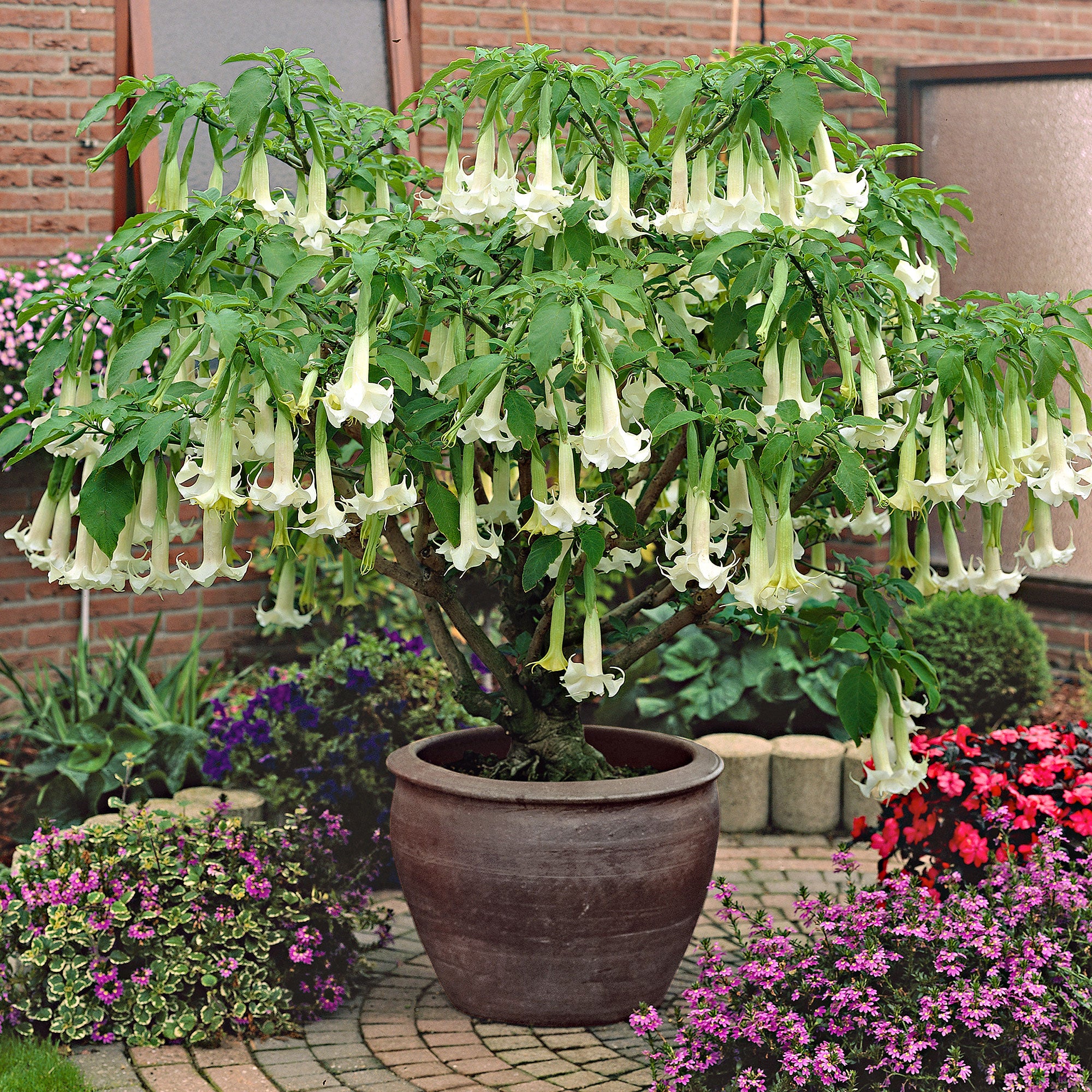 angel trumpet plant in a pot Brugmansia 'Twinflowers White'
