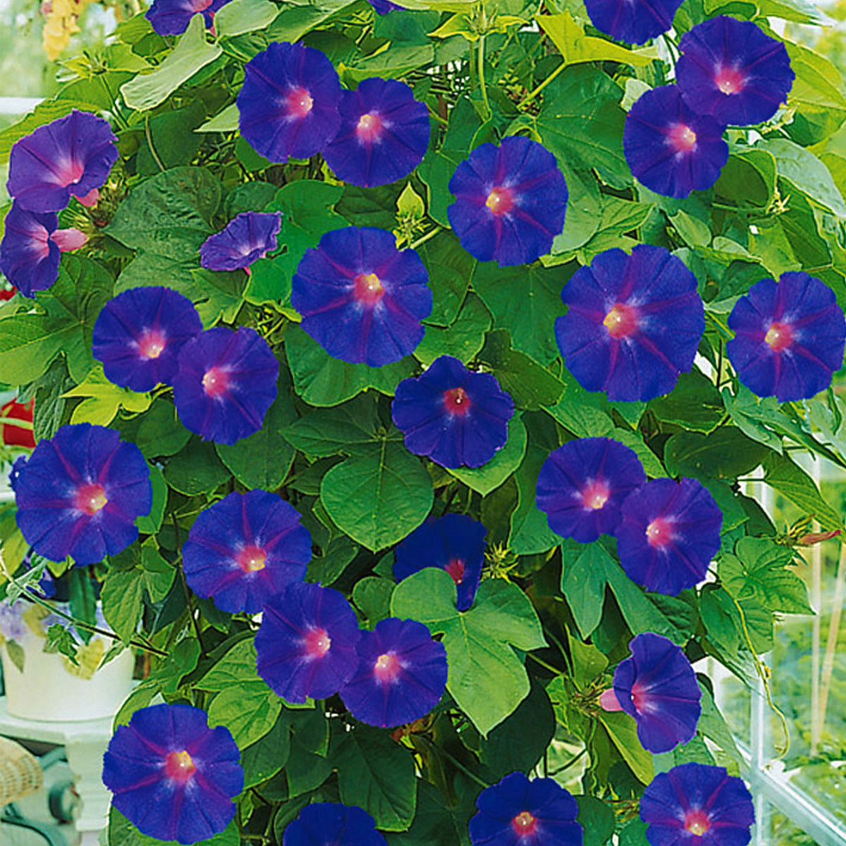 Morning glory Ipomoea purpurea purple