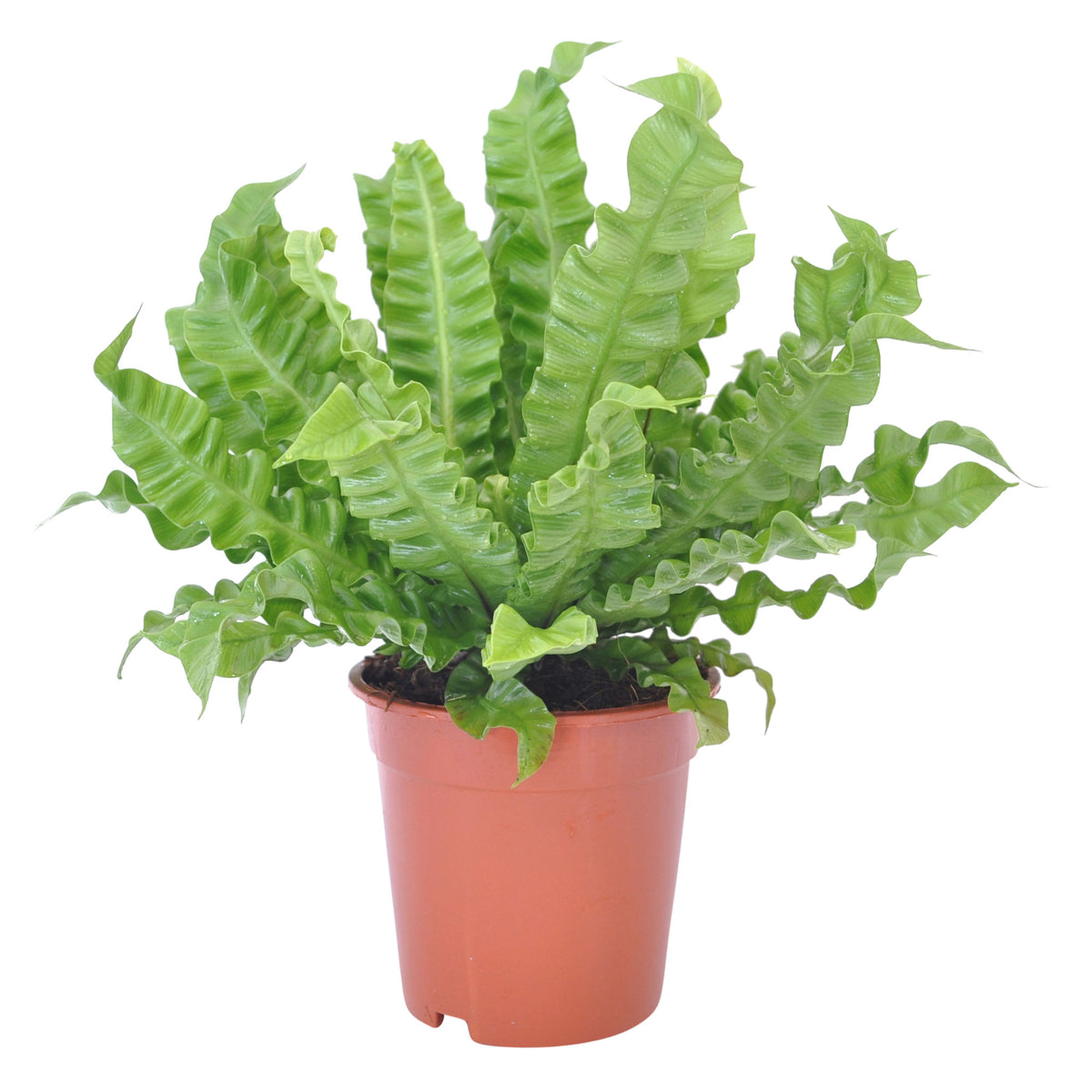 Bird's nest Fern Asplenium 'Crispy Wave'