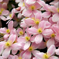 Clematis ‘Apple Blossom' Pink - Hardy plant