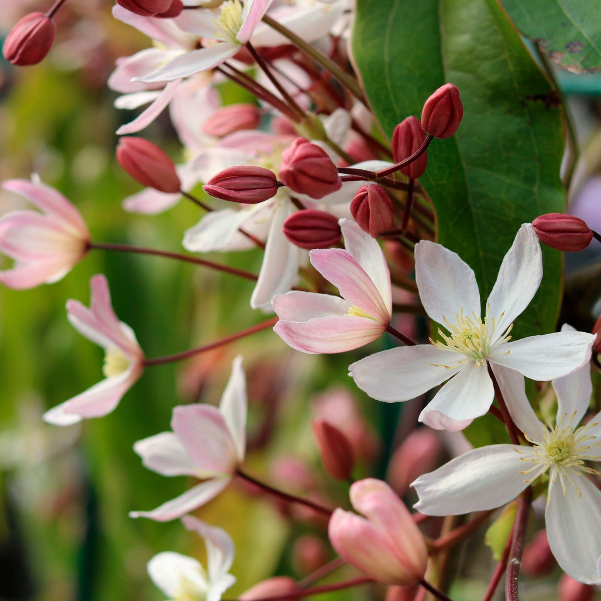 Clematis ‘Apple Blossom' Pink - Hardy plant
