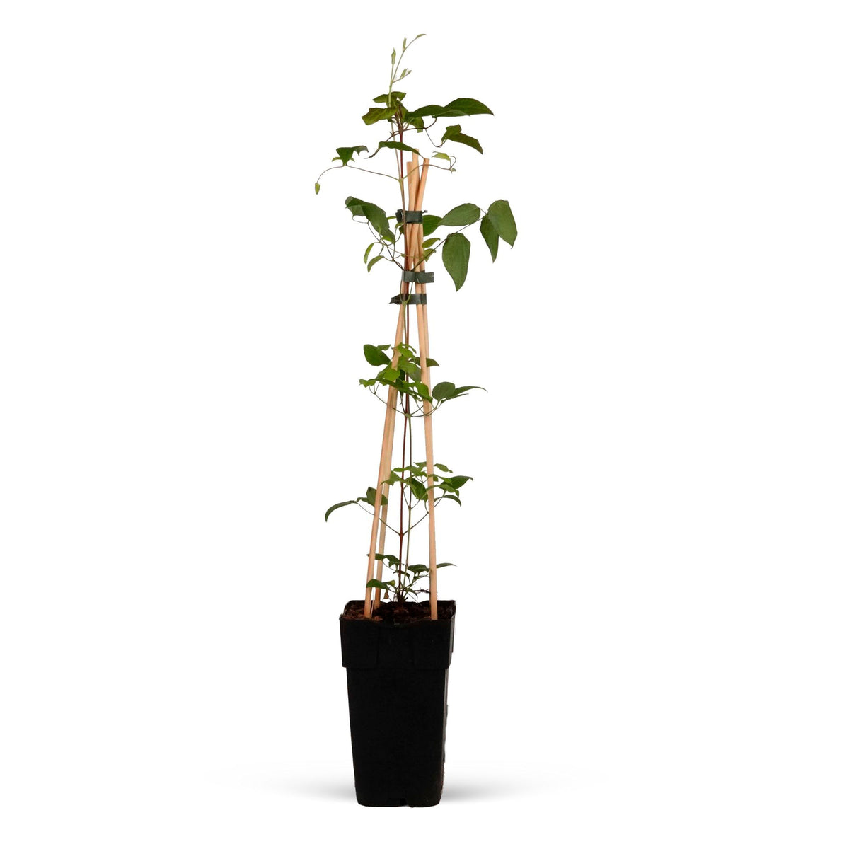 Clematis "Warszawska Nike", Purple - Hardy plant