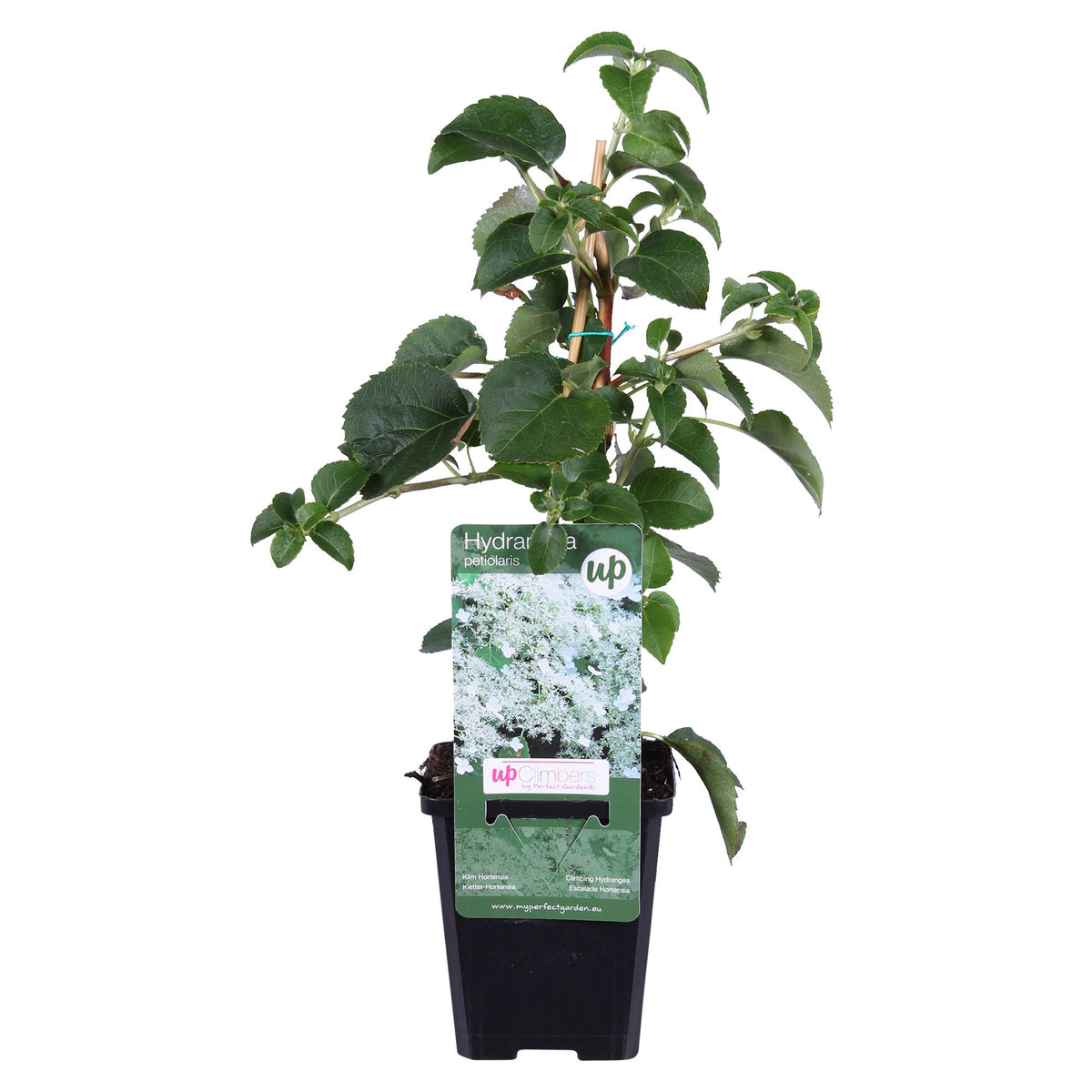 Climbing Hydrangea Hydrangea anomala subsp. petiolaris - Hardy plant