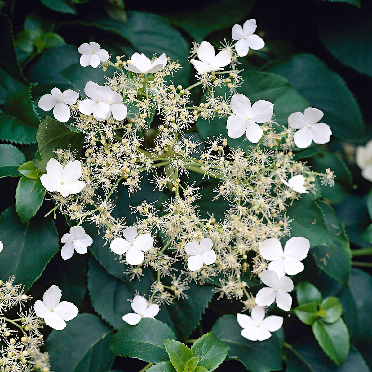Climbing Hydrangea Hydrangea anomala subsp. petiolaris - Hardy plant