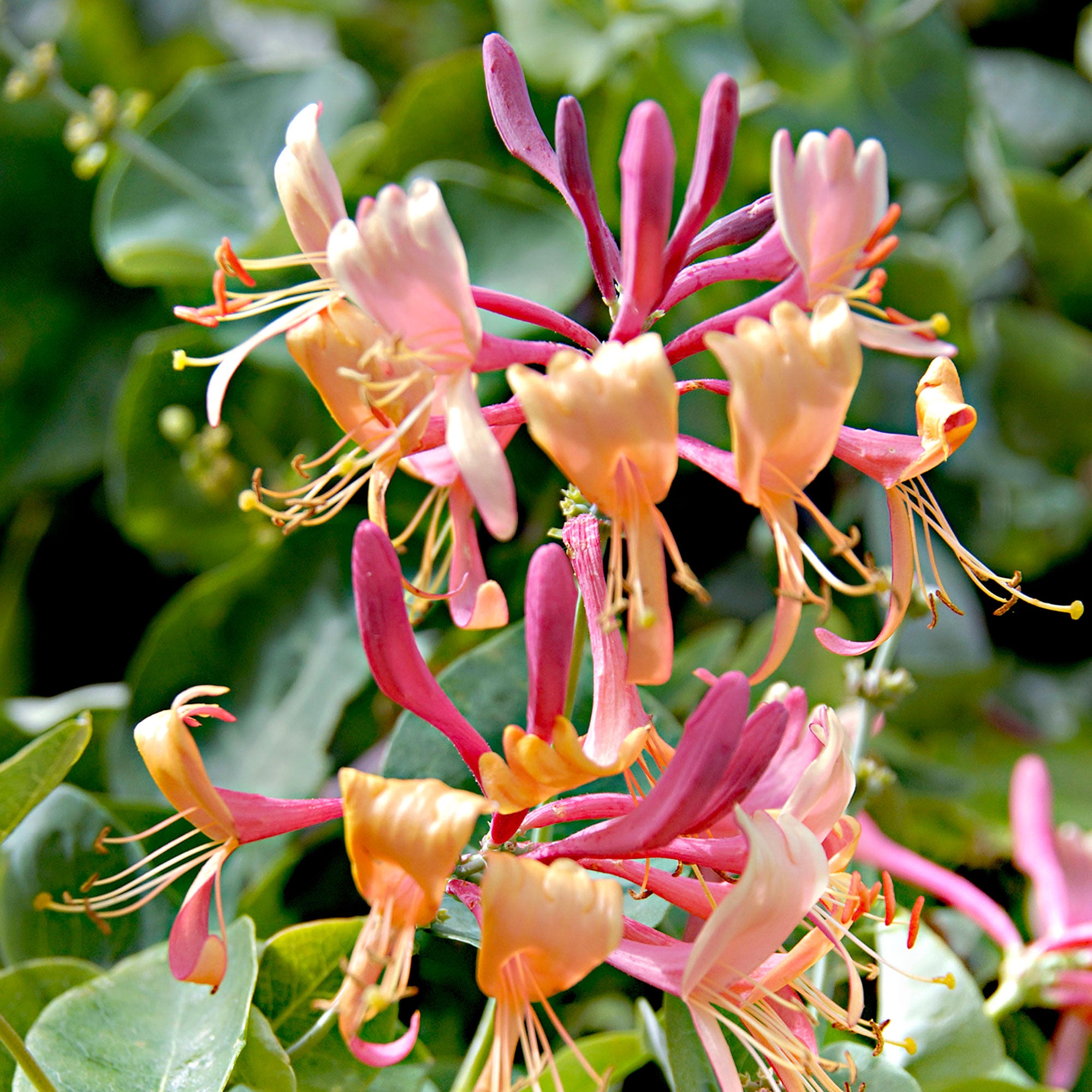 Honeysuckle Lonicera 'Copper Beauty' yellow-orange