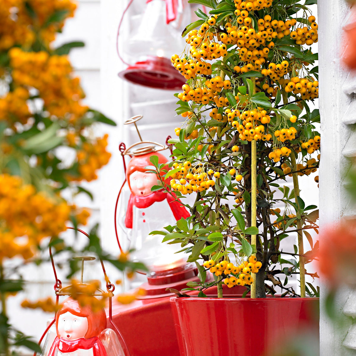 Firethorn Pyracantha "Soleil d'Or", Yellow - Hardy plant