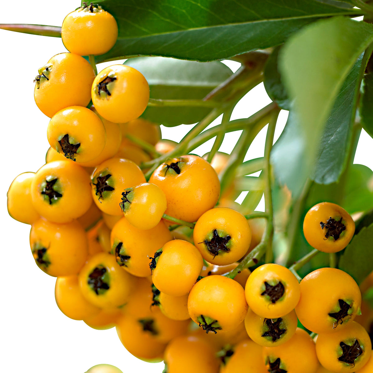 Firethorn Pyracantha "Soleil d'Or", Yellow - Hardy plant