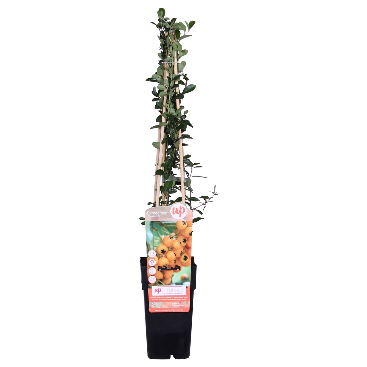 Firethorn Pyracantha "Soleil d'Or", Yellow - Hardy plant